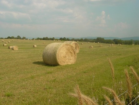 #290 Hay in a Field