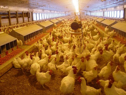 #296 Chicken Farm