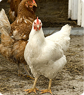 Chicken Farm in Mena, AR